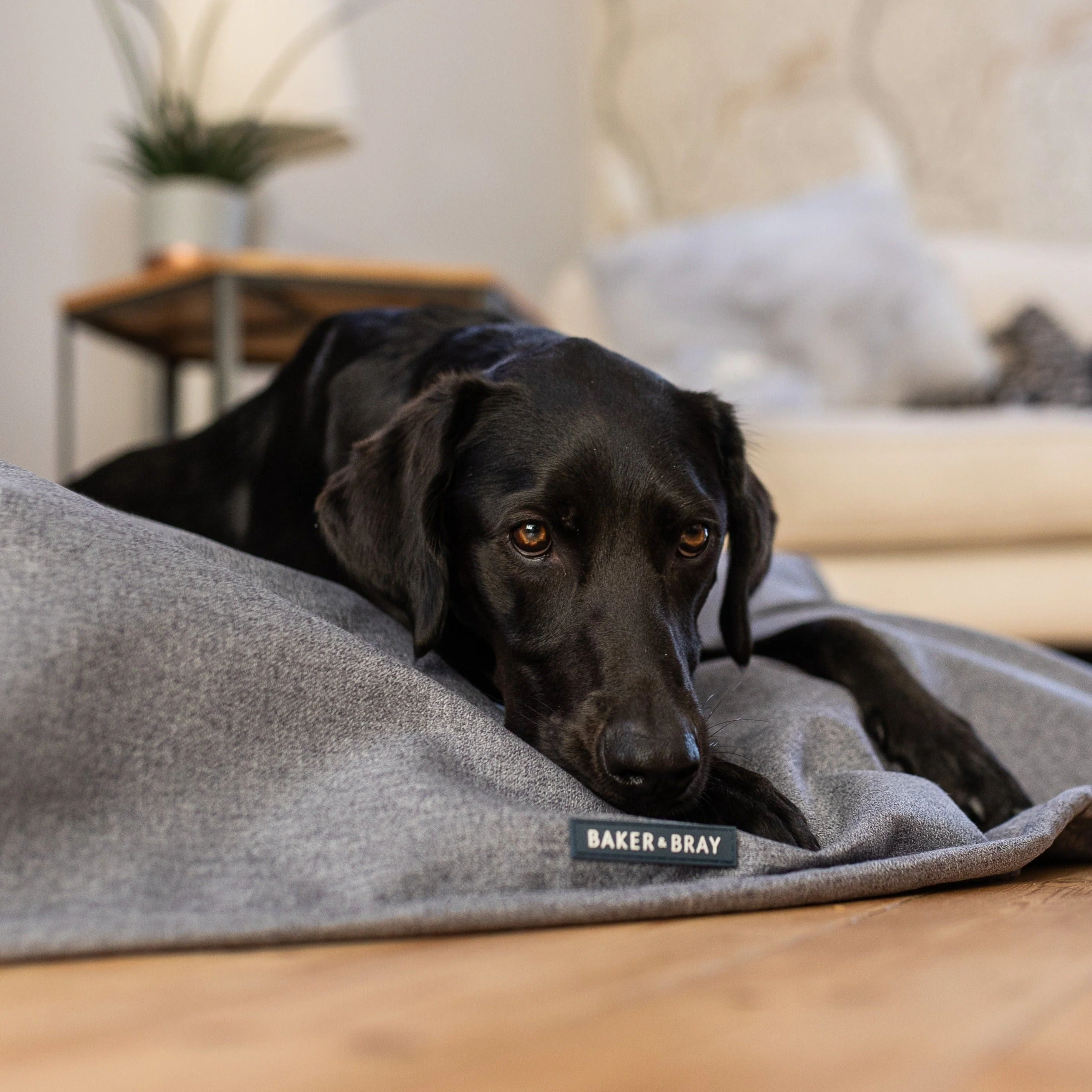 Luxury Temperature Regulating Throw Dog Blanket - Image 4